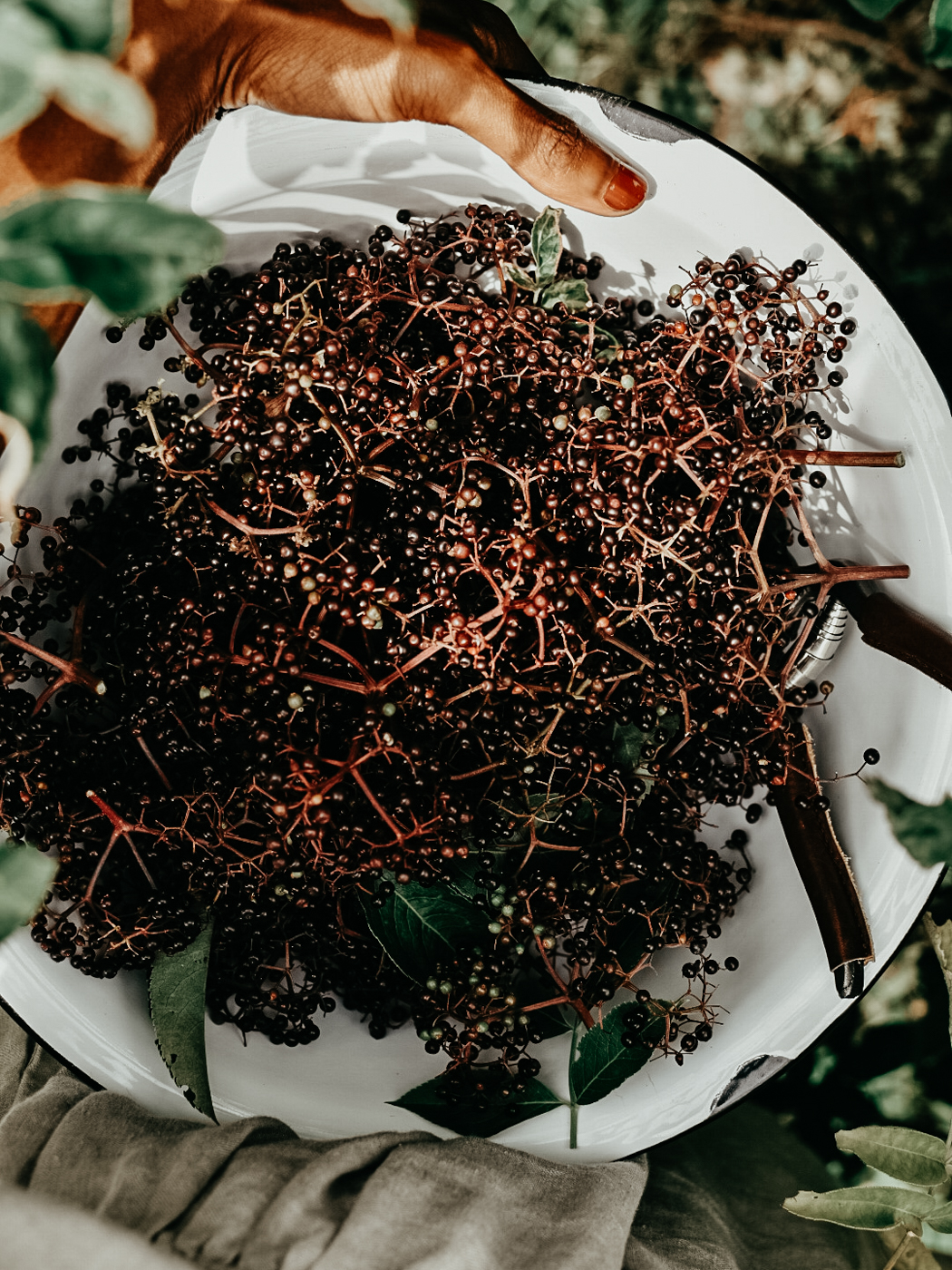 The Foraging Course by Herbal Academy
