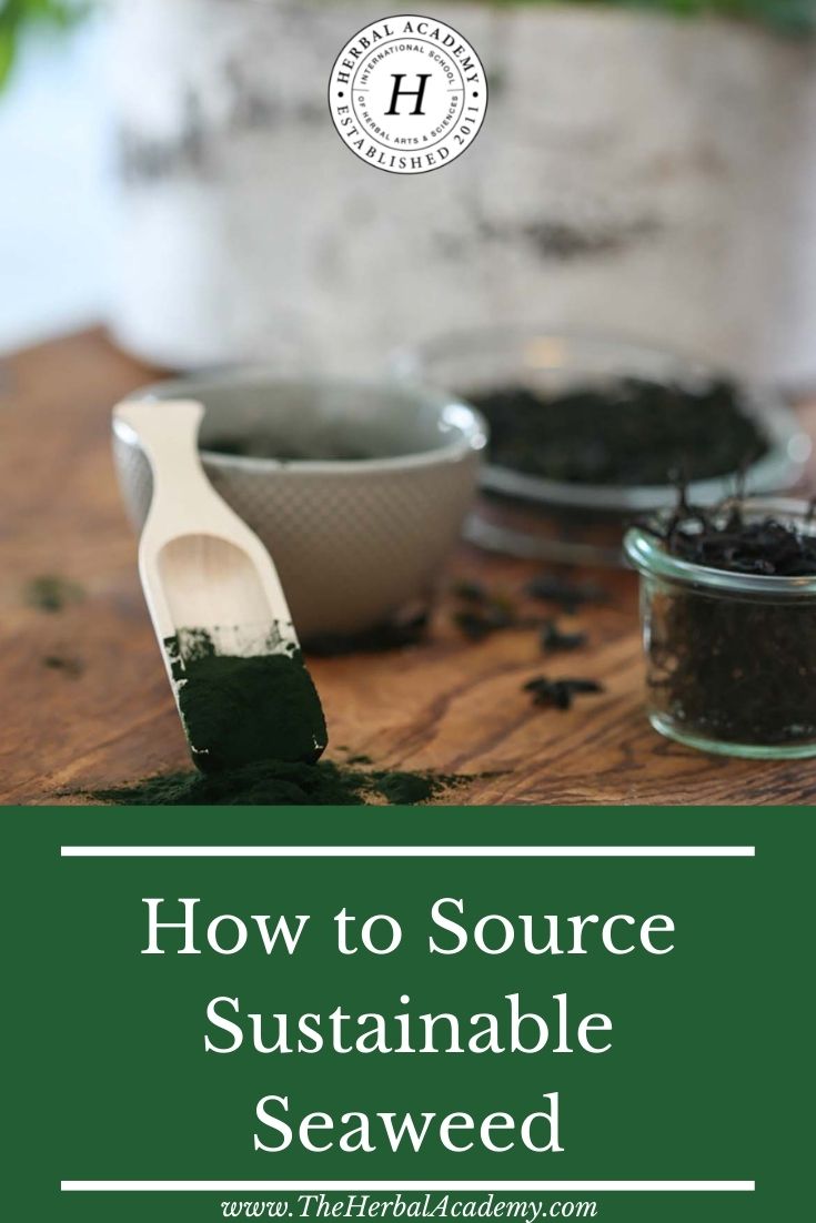 How to Source Sustainable Seaweed | Herbal Academy | Sustainable seaweed is kind to the planet and can make a delicious, nutritious addition to your soups, salads, smoothies, and baked goods!