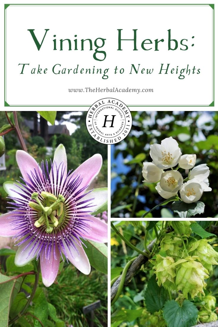 Vining Herbs: Take Gardening to New Heights | Herbal Academy | Vining herbs make a flourish in the garden and, if you choose the right plants, they can also be a helpful addition to your home apothecary.