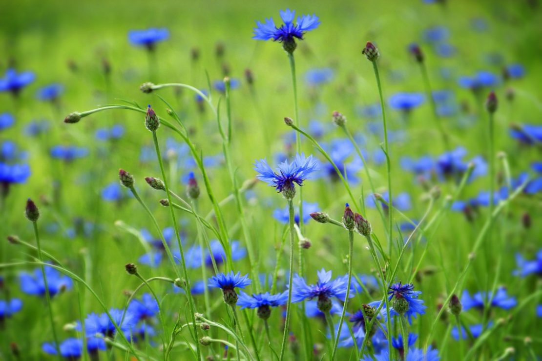 Transform Your Land Into a Botanical Sanctuary | Herbal Academy | As herbalists and plant enthusiasts, part of our journey is learning how to be stewards to our plant allies with plant conservation.