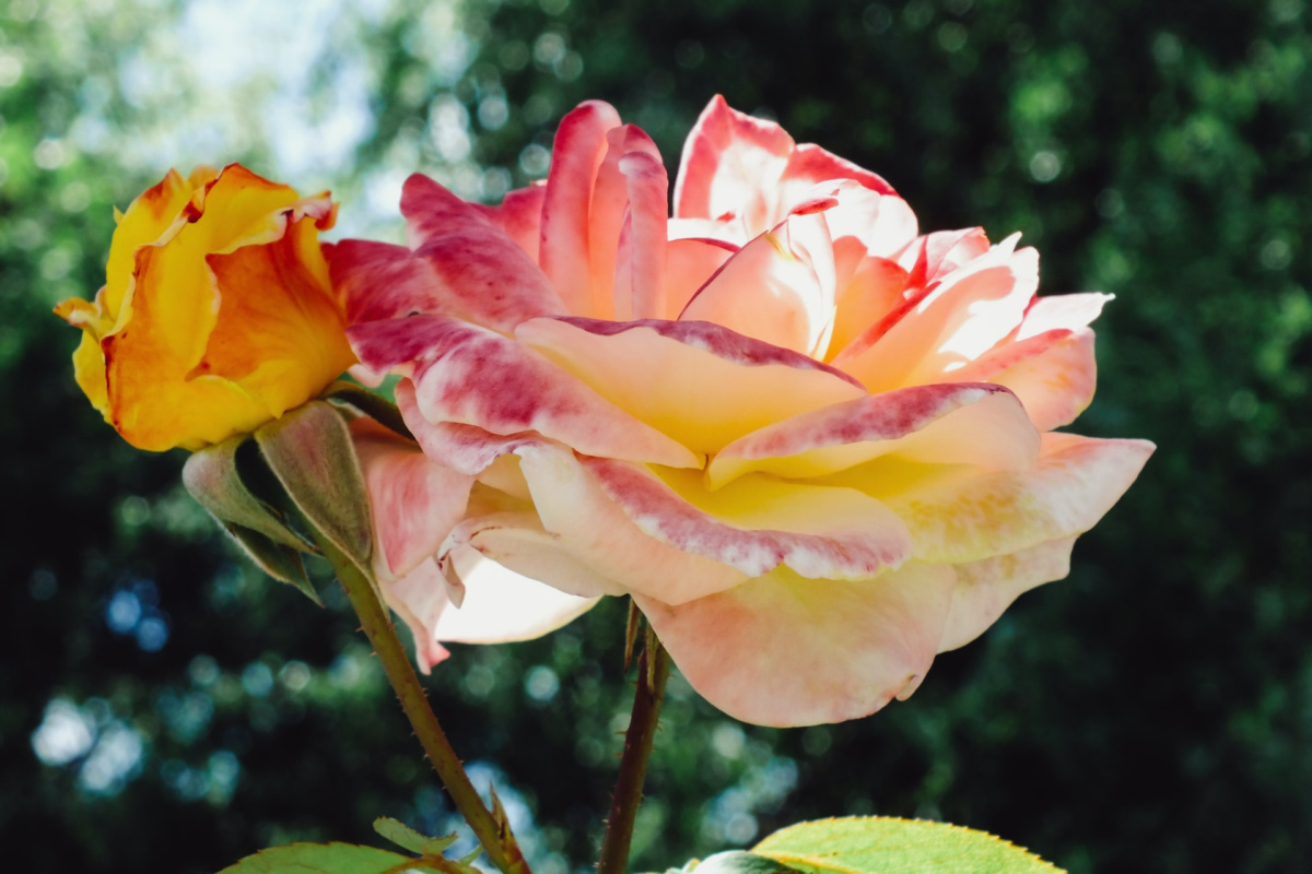 rose growing outside