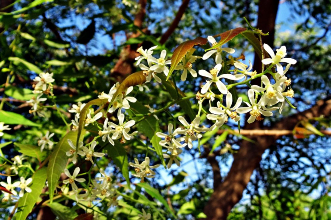 All-Natural Pest Control Treatments | Herbal Academy | Check out these all-natural pest control preparations for your garden taken from Tammy Hartung's book, Homegrown Herbs.