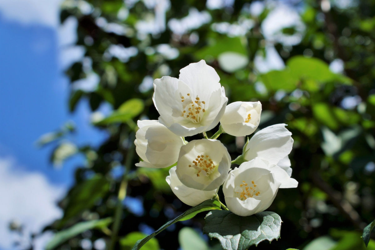 jasmine growing outside