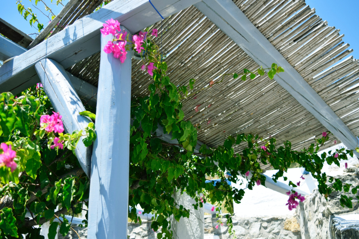 pergola with vining plants growing