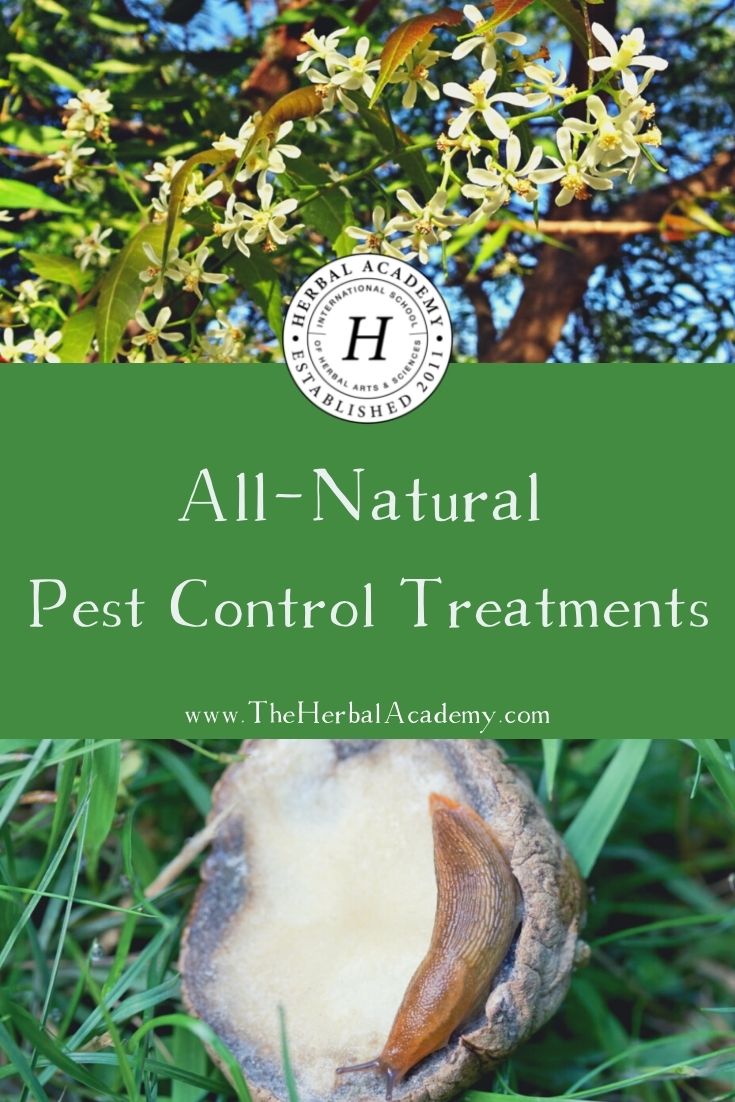 All-Natural Pest Control Treatments | Herbal Academy | Check out these all-natural pest control preparations for your garden taken from Tammy Hartung's book, Homegrown Herbs.