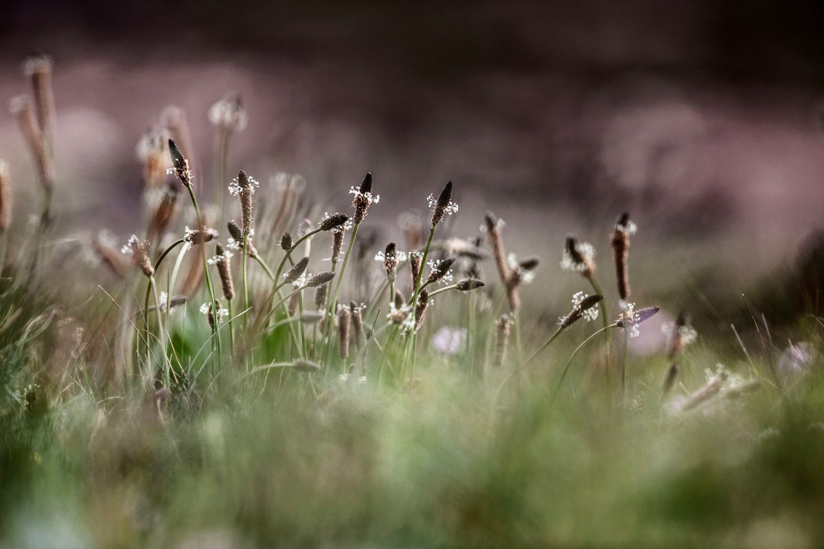 plantain growing in the wild