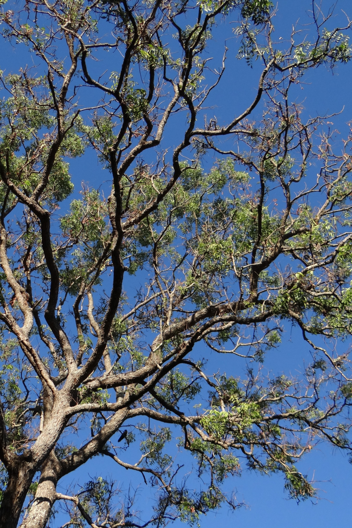 large neem tree