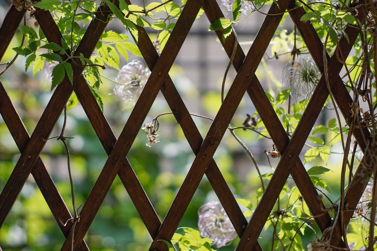 garden trellis with vines 