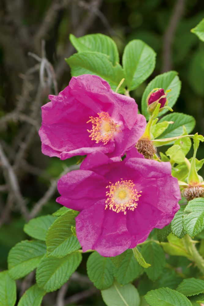 Rosemary Gladstar’s Uplifting Herbal Tea Blend Recipe Herbal Academy