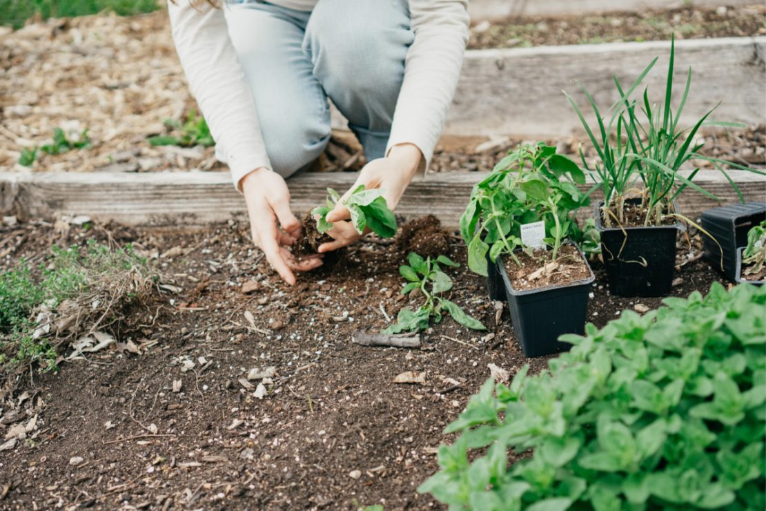 Plant Personalities: How Growing Plants Deepened My Relationship With Them | Herbal Academy | Caring for plants from seed to harvest unlocks crucial information on how to best interact with plants and learn their plant personalities.