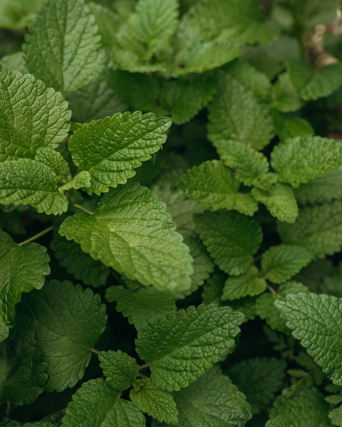 lemon balm growing outside