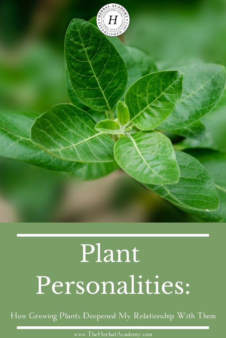 Plant Personalities: How Growing Plants Deepened My Relationship With Them | Herbal Academy | Caring for plants from seed to harvest unlocks crucial information on how to best interact with plants and learn their plant personalities.