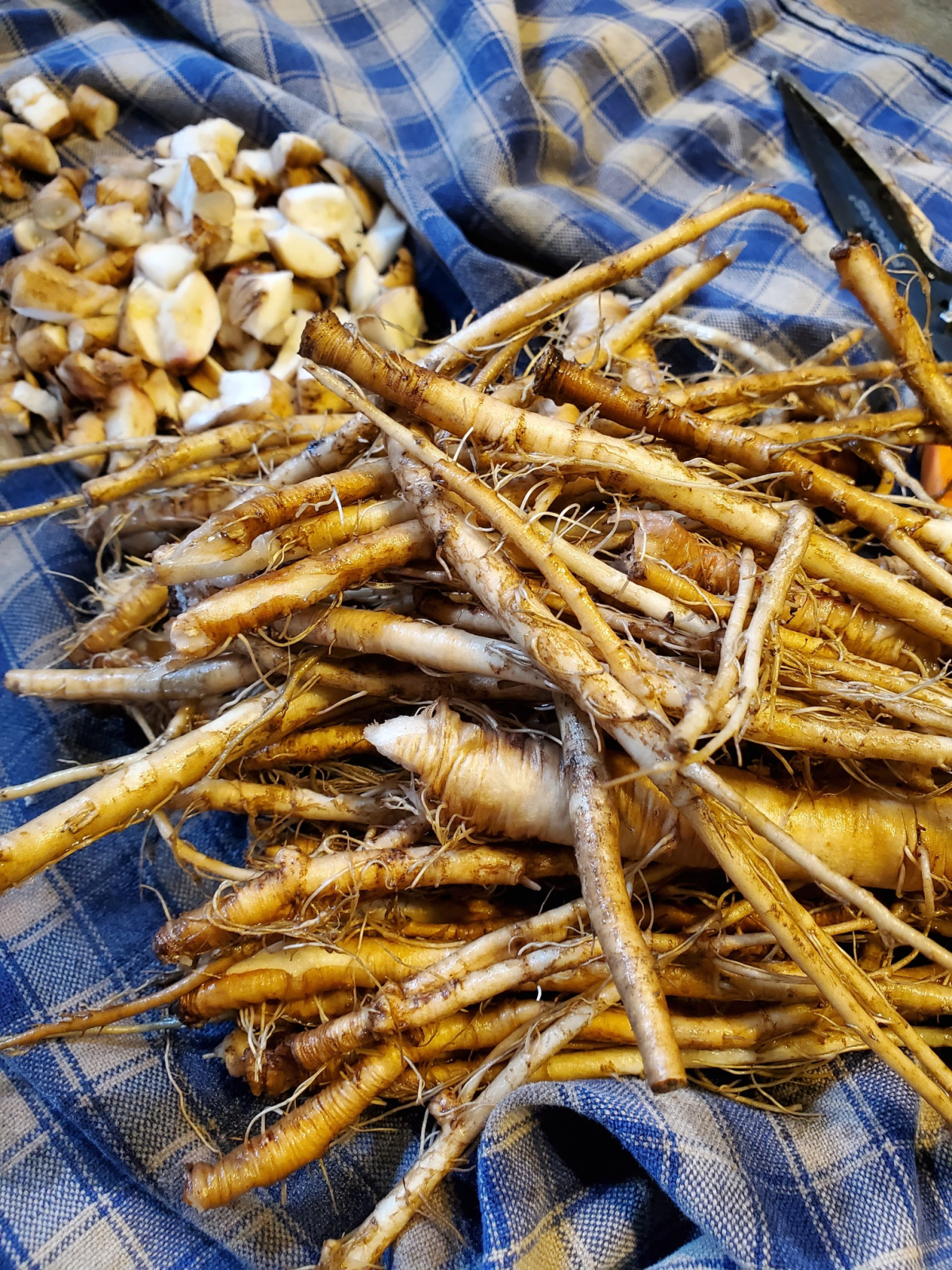 dandelion root on a cloth