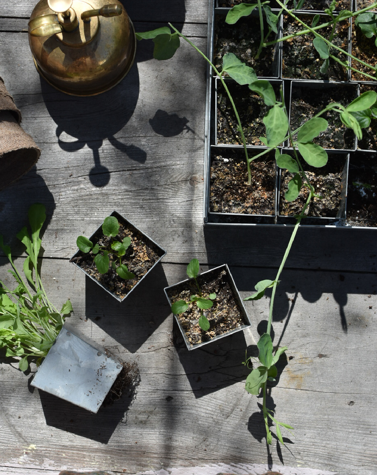 various plants in seed trays