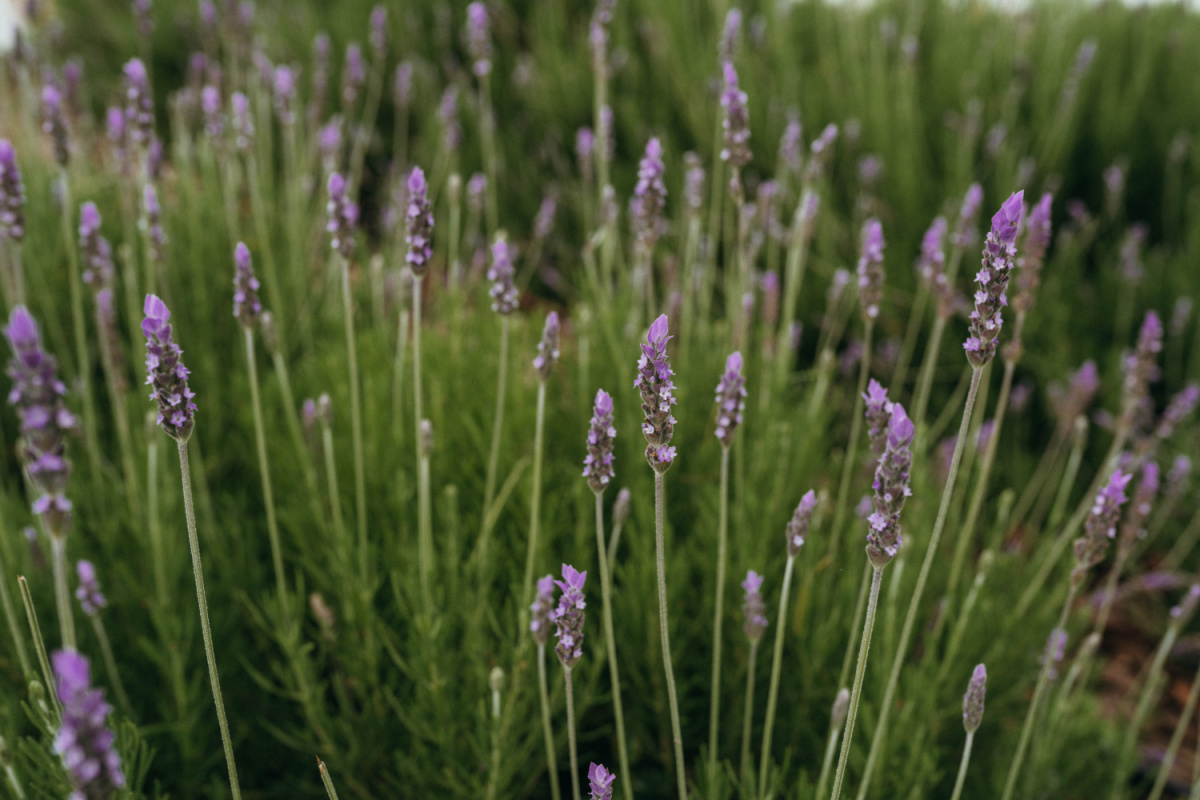 lavender growing in a field