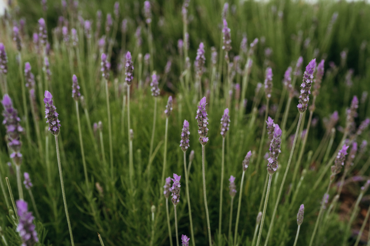 Lavender (Lavandula spp.)