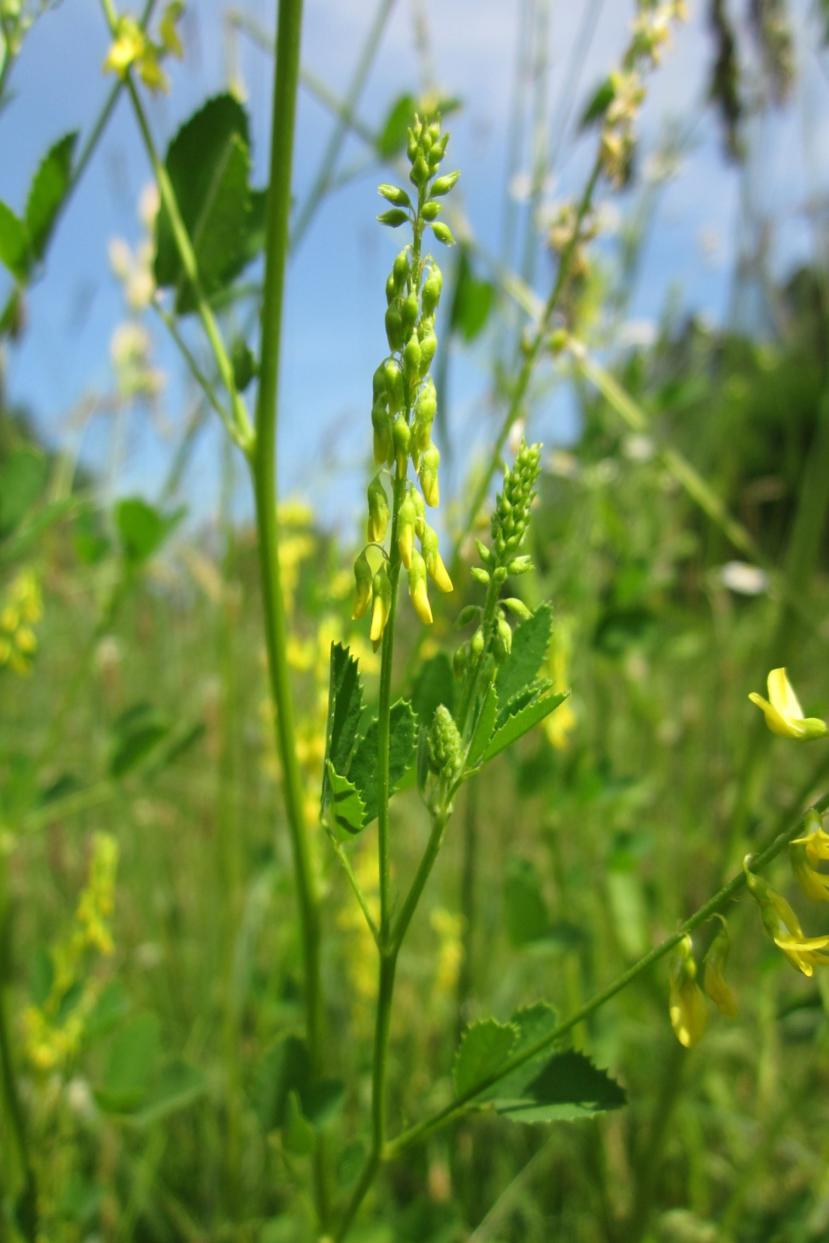 yellow sweet clover in the wild