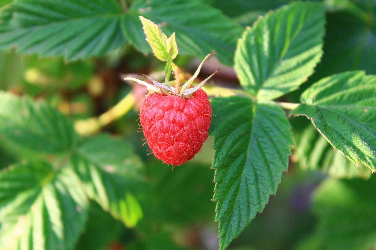red raspberry growing outside