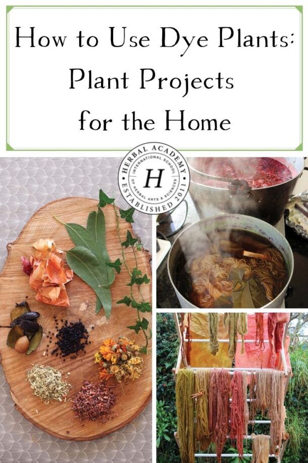 How to Use Dye Plants: Plant Projects for the Home – Herbal Academy