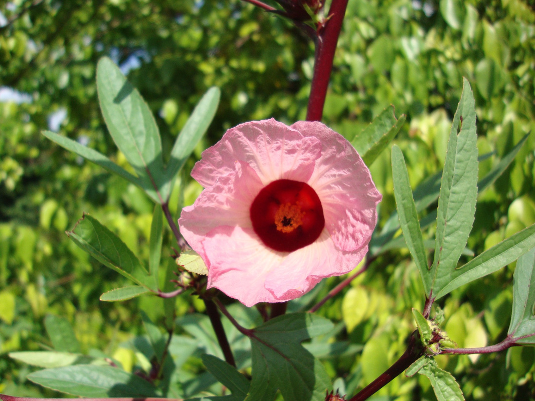 Fleur bissap growing outside