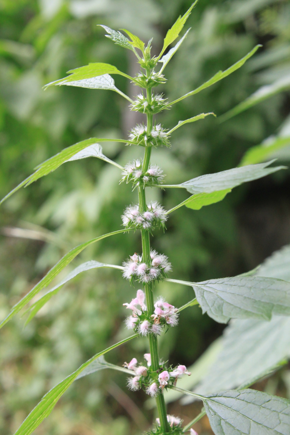 motherwort growing outside