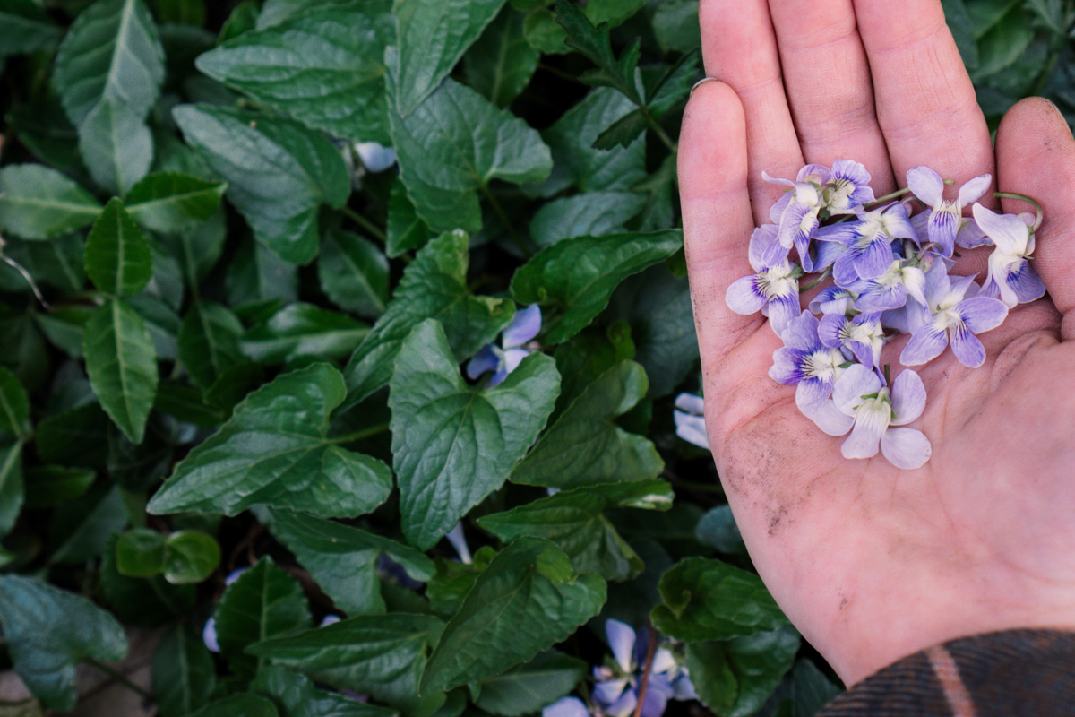 foraging violets