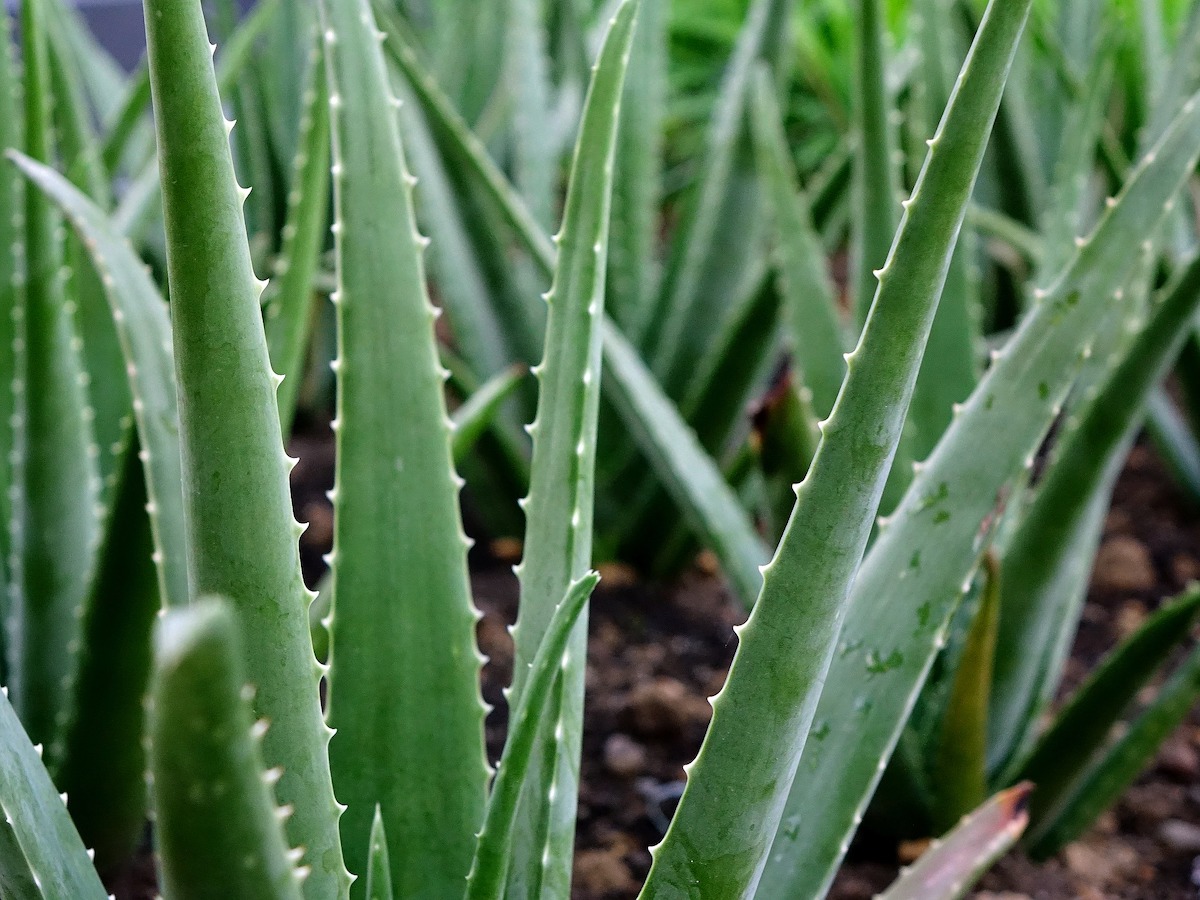 Awesome Uses For Aloe Vera Herbal Academy Of New England