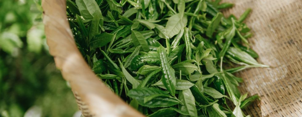 green tea by Herbal Academy