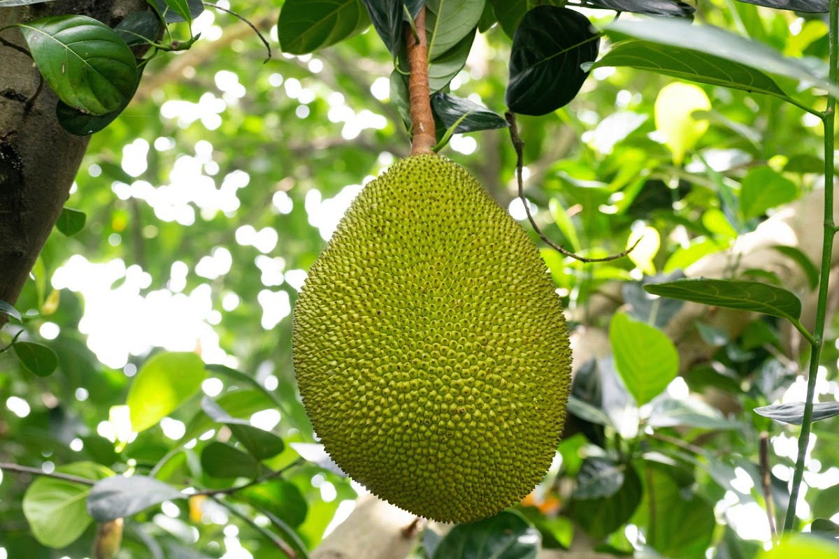 jackfruit growing outside