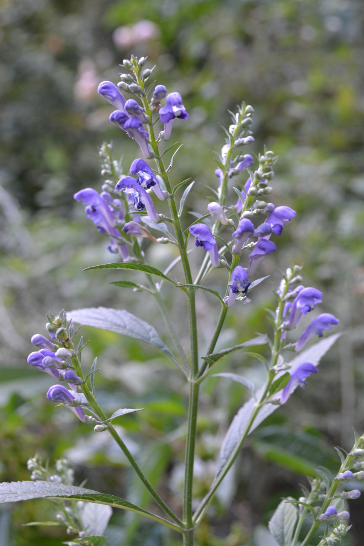 skullcap plant growing outside