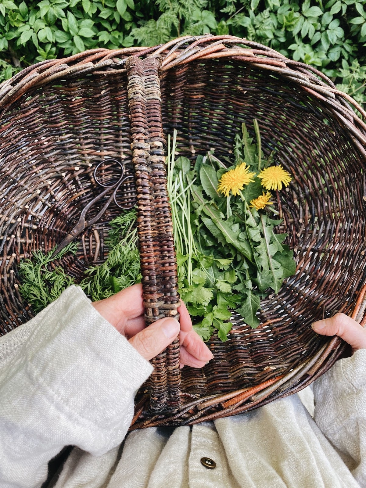 wild green in a basket