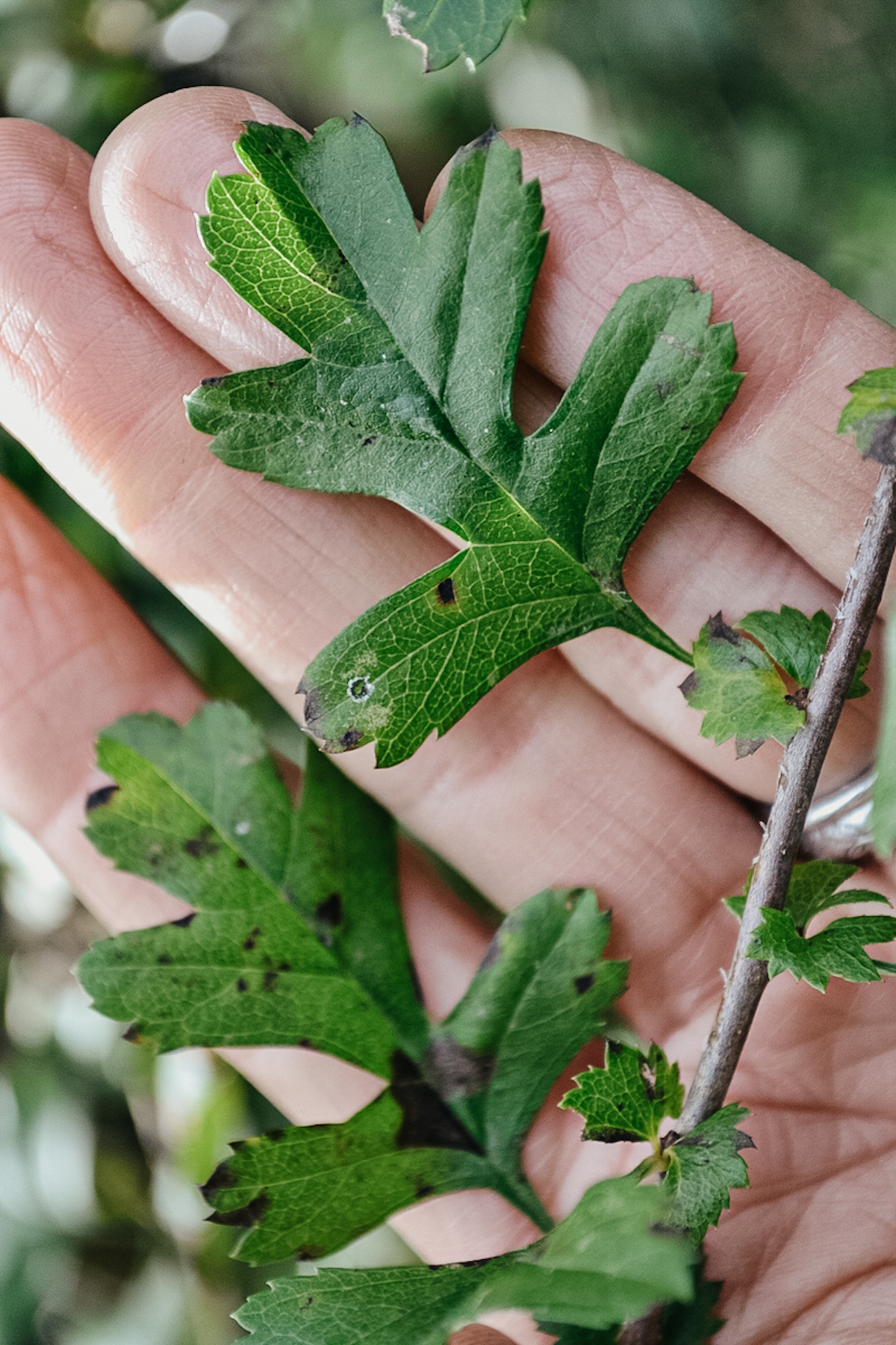 Advanced Herbal Course - Plant Identification