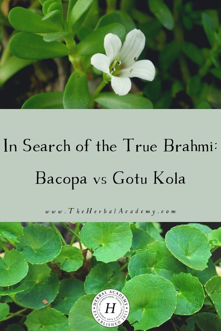 In Search of the True Brahmi: Bacopa vs Gotu Kola | Herbal Academy | After reading this post, you will be left with a more clear understanding of bacopa vs gotu kola and why brahmi is an apt name for both.