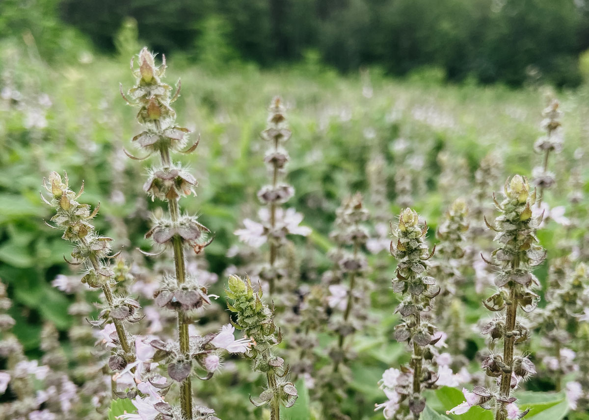 tulsi in a field