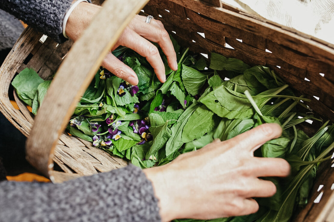 Botany And Wildcrafting Course Herbal Academy 