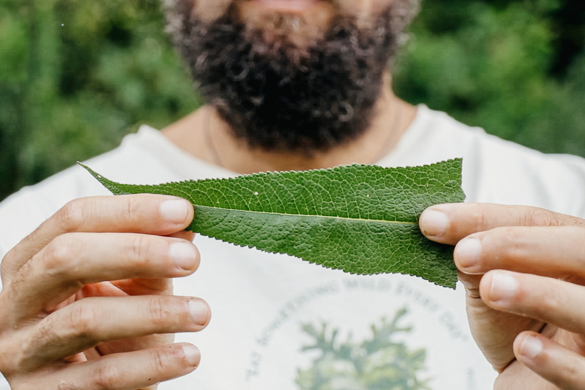 Botany & Wildcrafting Course – Herbal Academy Marc Williams