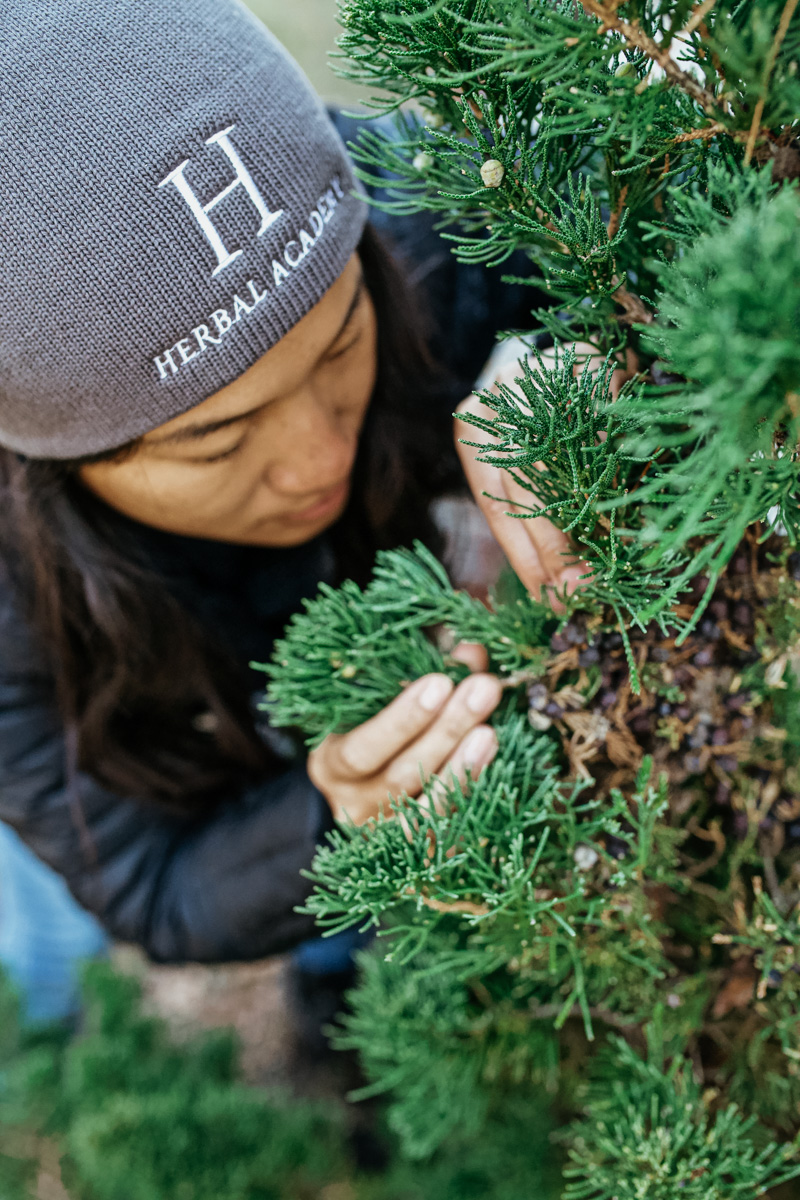 Herbal Academy's Botany and Wildcrafting Course