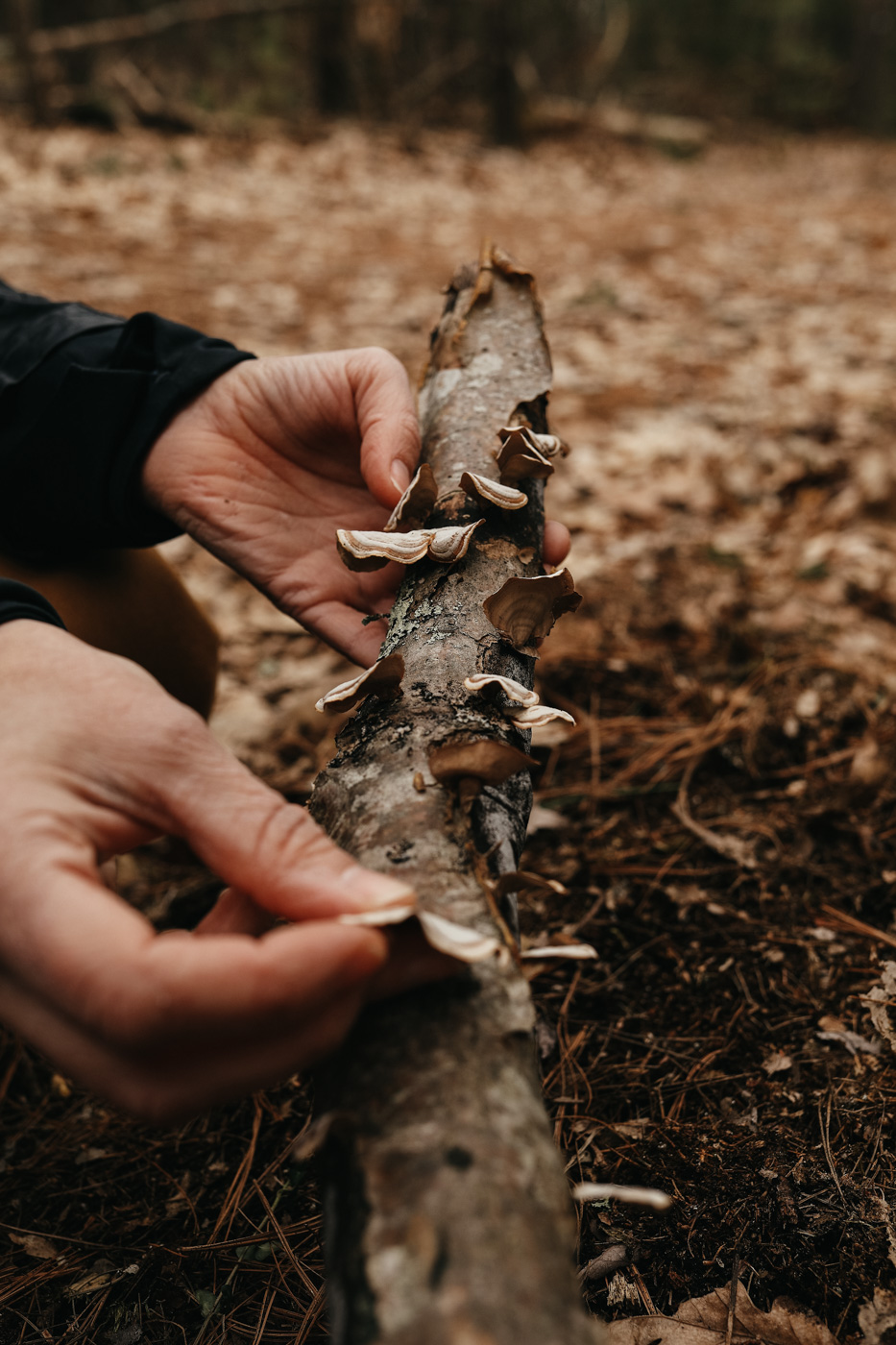 THE Mushroom Course by Herbal Academy - ID mushrooms