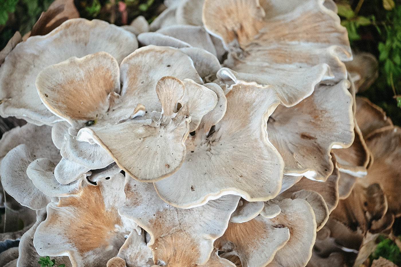 THE Mushroom Course by Herbal Academy - mushroom forage
