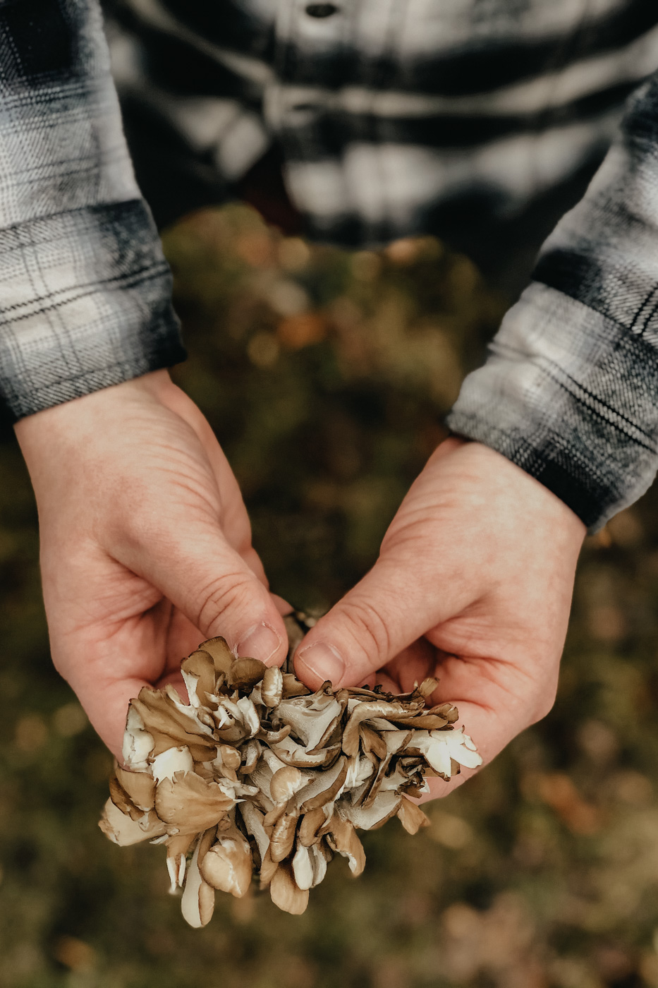 THE Mushroom Course by Herbal Academy - mushroom forage