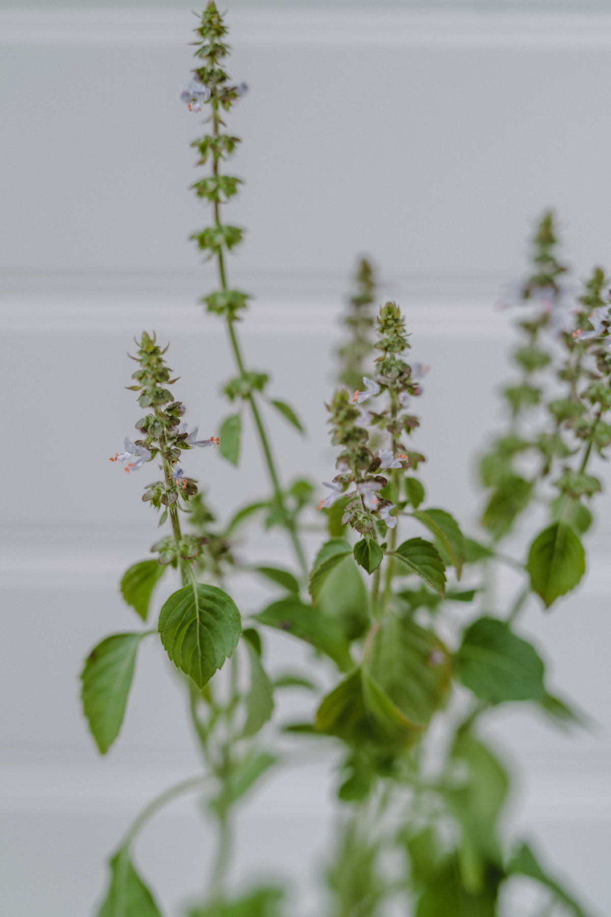 holy basil in a container