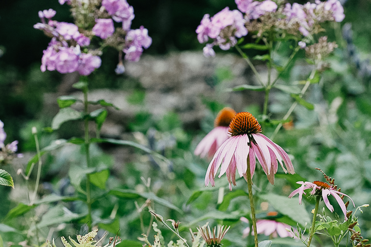 Learning Herbalism - Advanced Herbal Course for clinical preparation echinacea-2