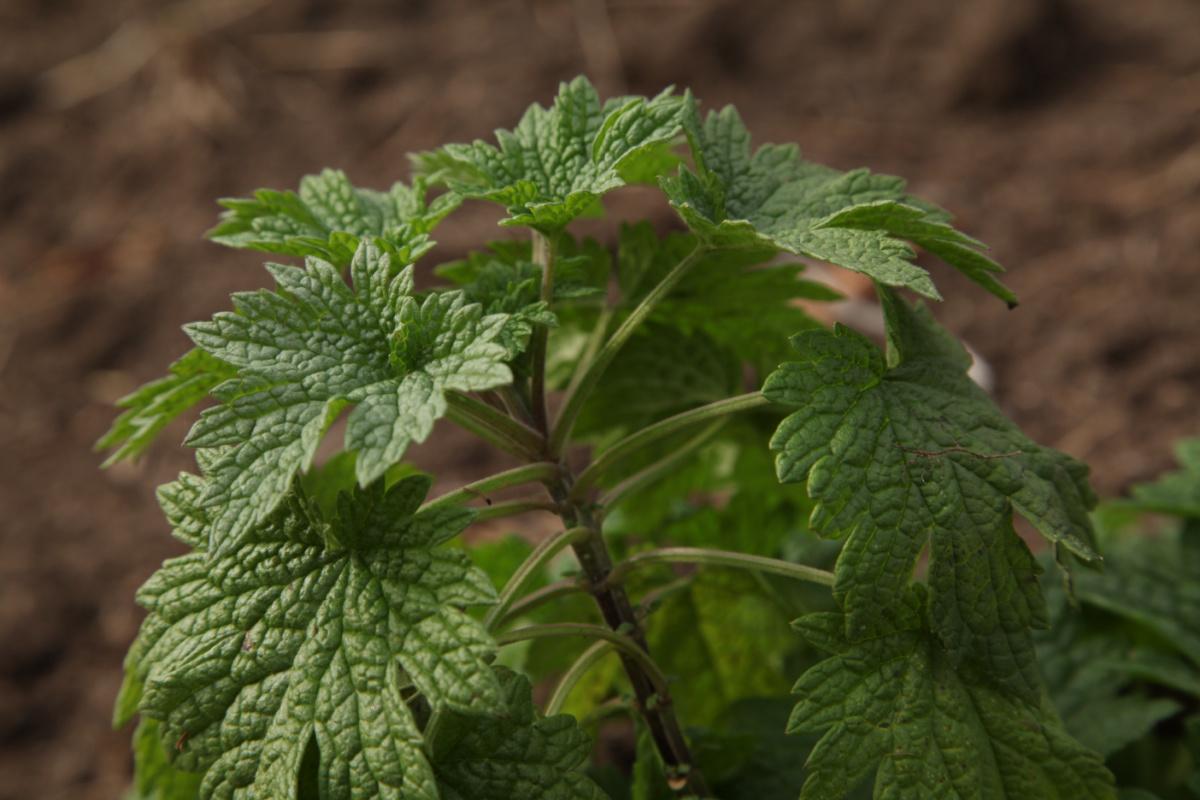 closeup of motherwort