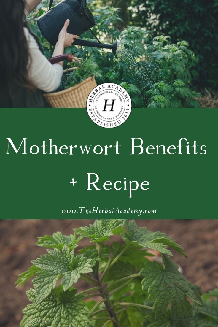 Motherwort Benefits + Recipe | Herbal Academy | We will discuss gathering and using motherwort, as well as motherwort benefits. We also have an herbal honey recipe for you to try!