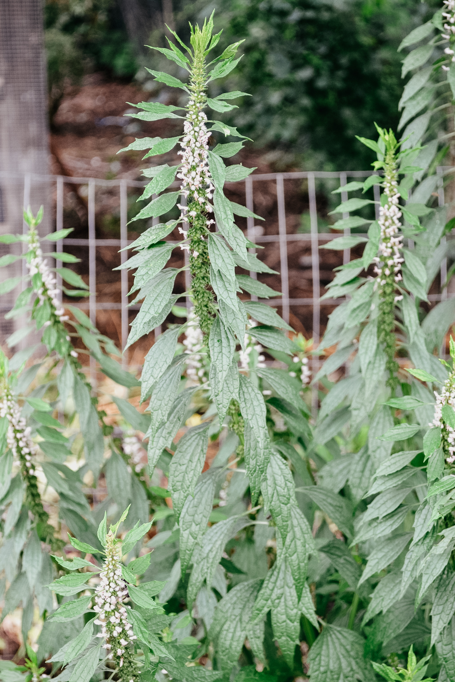 Motherwort - Herbalism Studies at Herbal Academy