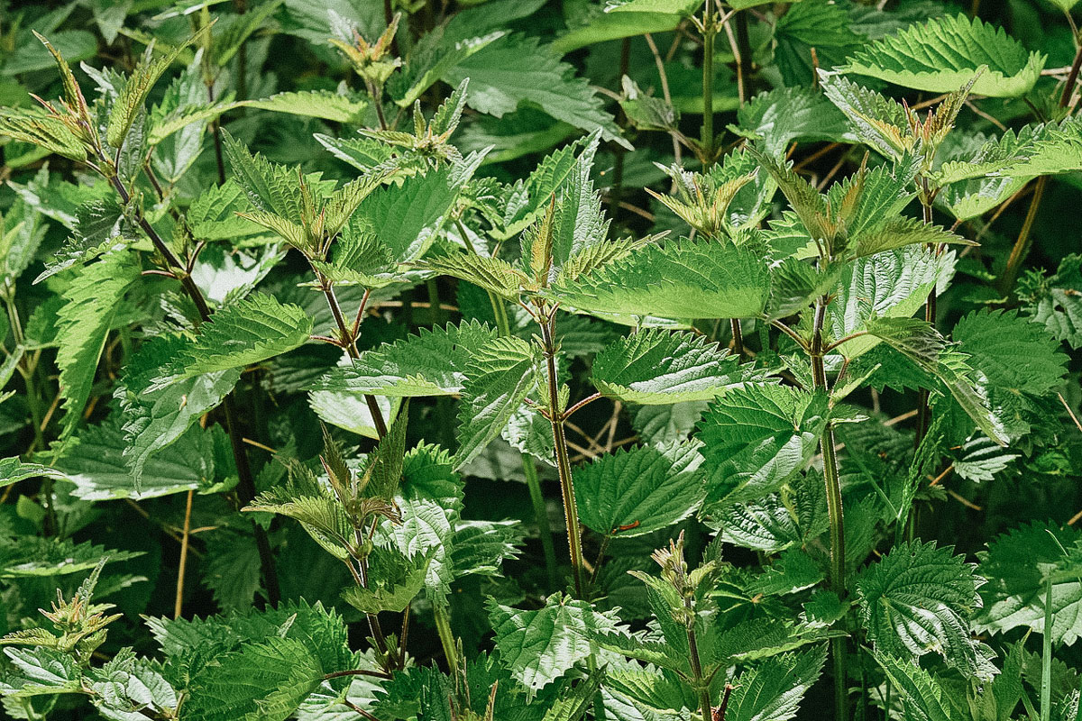 close up of nettle