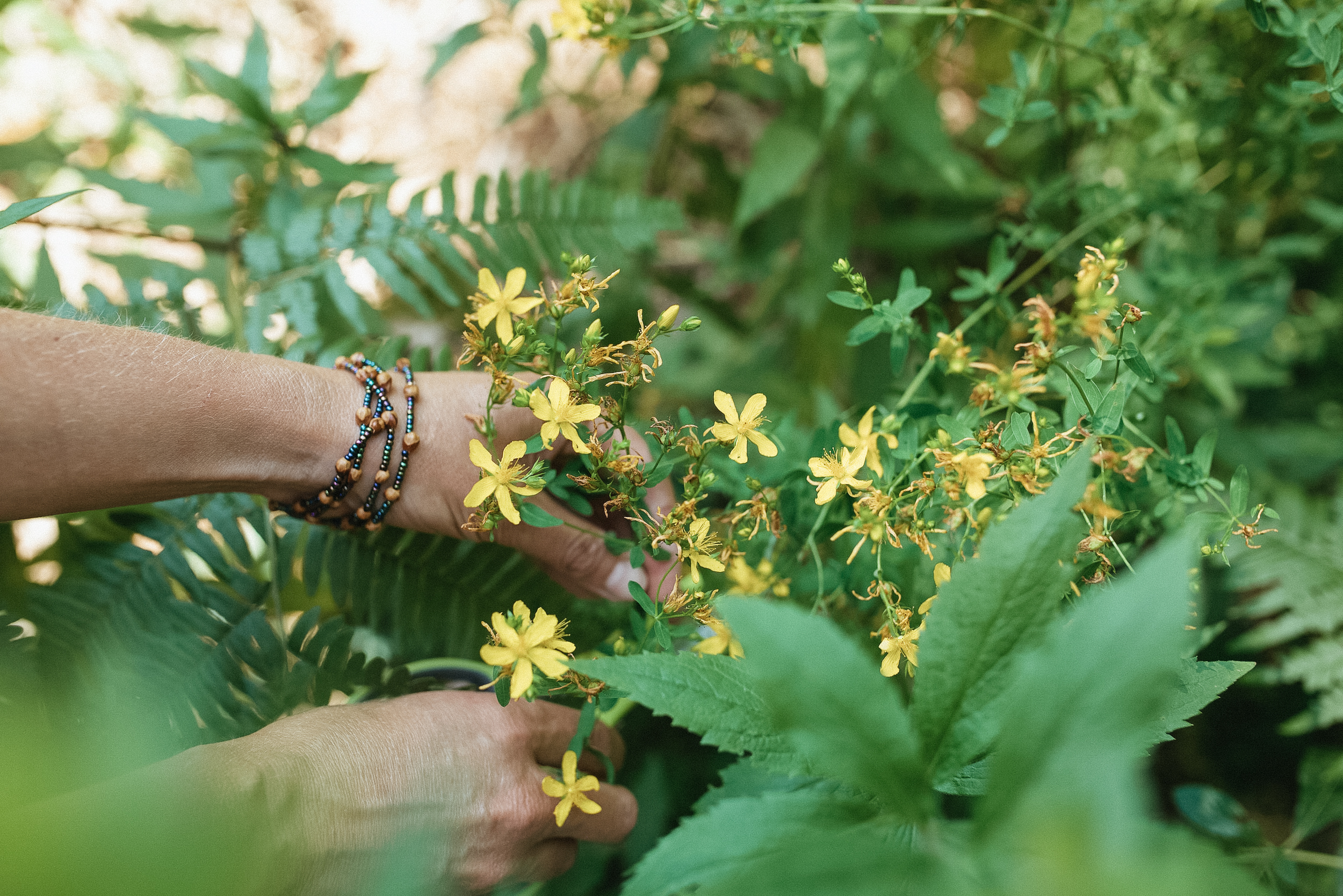 Wildcrafting - Herbalism Courses by Herbal Academy