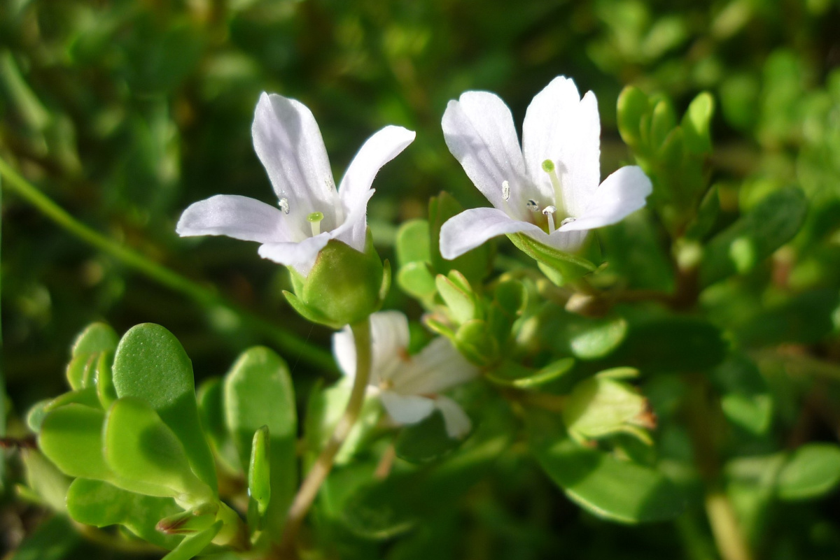 bacopa growing outside