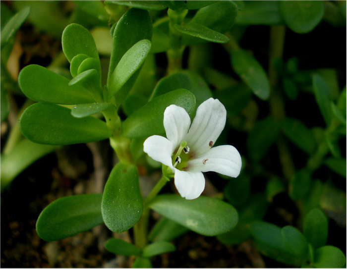 single bacopa flower growing outside