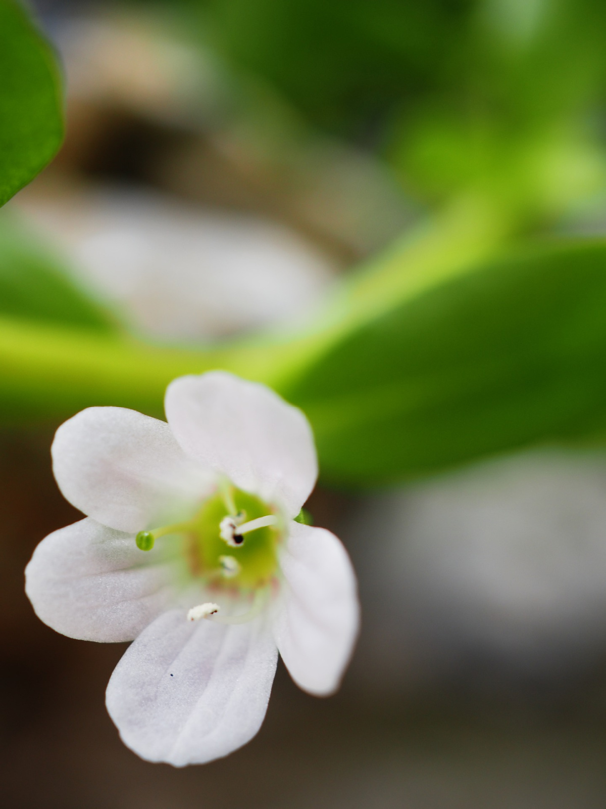 close up photo of bacopa